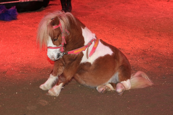 Circus Barelli   020.jpg